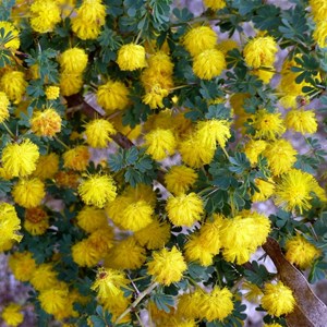 Prickly Moses - Acacia pulchella