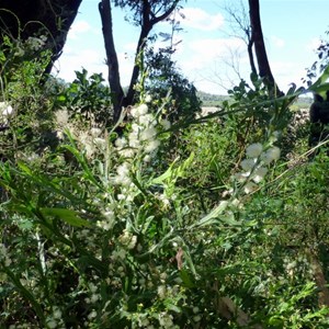 Winged Wattle - Acacia alata