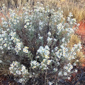 Olearia at Neale Junction, WA