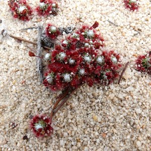 Drosera pycnoblasta, Dragon Rocks NR, WA