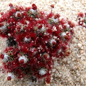 Drosera pycnoblasta, Dragon Rocks NR, WA