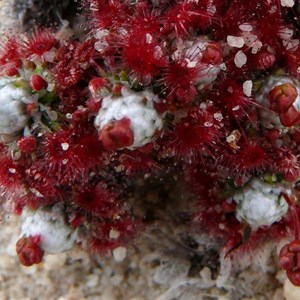 Drosera pycnoblasta, Dragon Rocks NR, WA