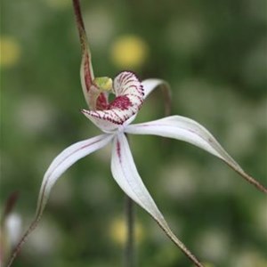 Perenjori Spider Orchid