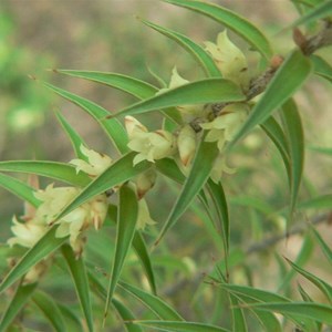 Unknown member of the Epacridaceae family