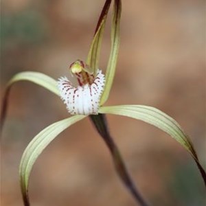 Yellow Spider Orchid