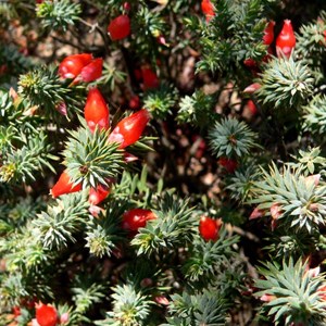 Astroloma glaucescens near Jurien Bay, WA