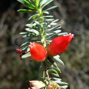 Astroloma glaucescens near Jurien Bay, WA