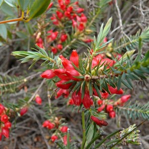 Astroloma glaucescens near Jurien Bay, WA