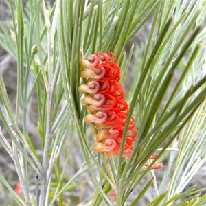 Grevillea cagiana, Dragon Rocks Nature Reserve, WA