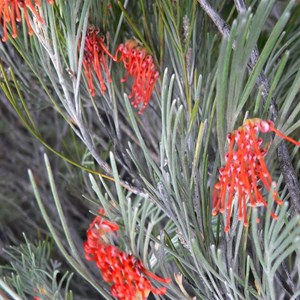 Red Toothbrush Grevillea near Wave Rock, WA