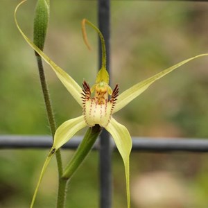 Bussells Spider Orchid, Caladenia busselliana