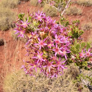 Calytrix