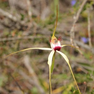 Hybrid Caladenia