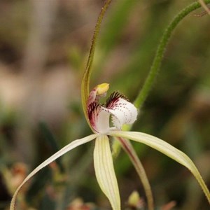 Frail Spider Orchid, Caladenia uliginosa