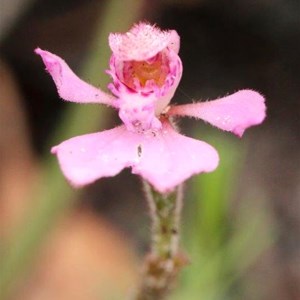 Pink Fan Orchid, Caladenia nana