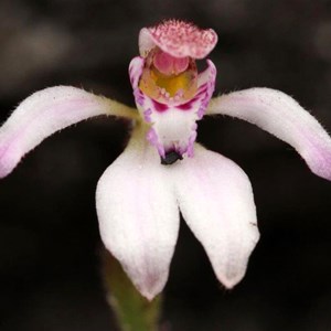 Pink Fan Orchid, Caladenia nana