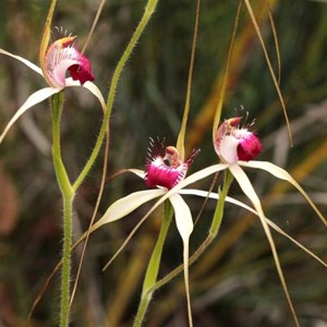 Hybrid Caladenia