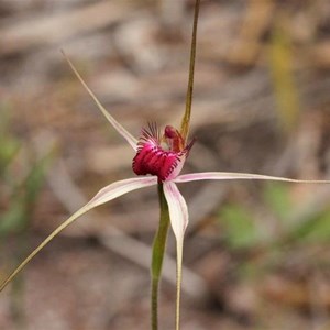 Hybrid Caladenia