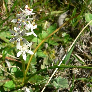 Early Nancy - male flowers