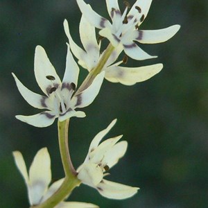 Early Nancy - colour has faded in this older flower