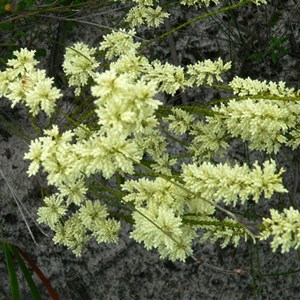 Oligarrhena micrantha at Mungliginup Creek, WA