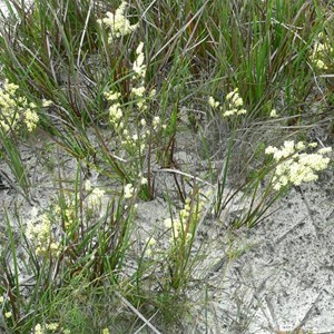 Oligarrhena micrantha at Mungliginup Creek, WA