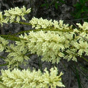 Oligarrhena micrantha at Mungliginup Creek, W