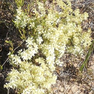 Oligarrhena micrantha