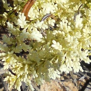 Oligarrhena micrantha