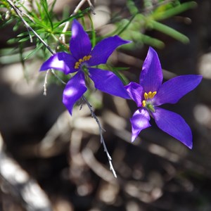 Cheiranthera alternifolia