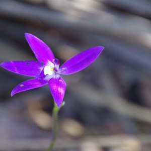 Glossodia major