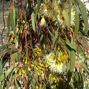 Flat-topped yate, Eucalyptus occidentalis near Lake Grace, WA