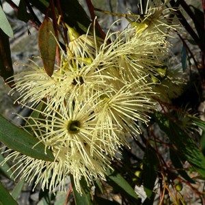 Flat-topped yate, Eucalyptus occidentalis near Lake Grace, WA