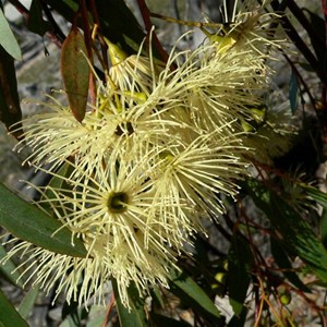 Flat-topped yate, Eucalyptus occidentalis near Lake Grace, WA