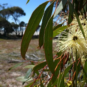 Flat-topped yate, Eucalyptus occidentalis near Lake Grace, WA