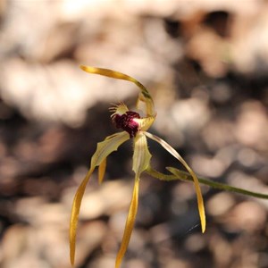 stumpy spider orchid