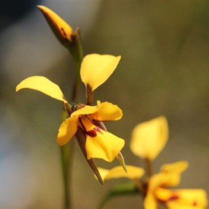 augusta bee orchid