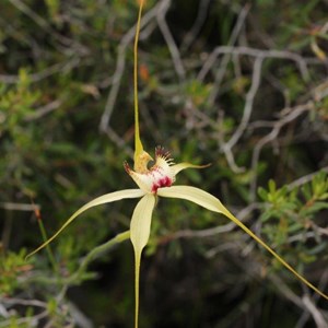 margaret river spider orchid hybrid