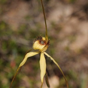 margaret spider orchid