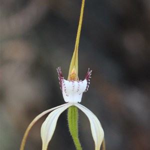 merrits white spider orchid