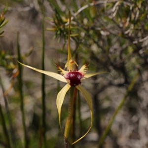 funnel web spider orchid