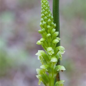 Dense Mignonette Orchid