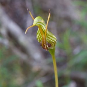 Bird Orchid