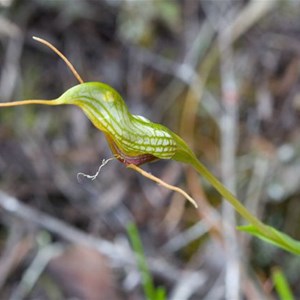 Bird Orchid