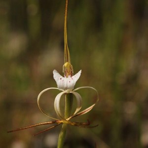 Caladenia dorrienii