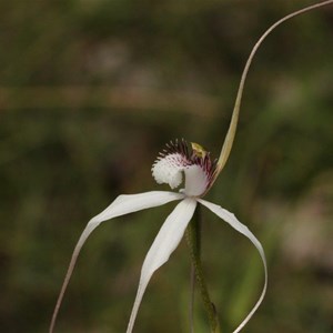 Caladenia christineae