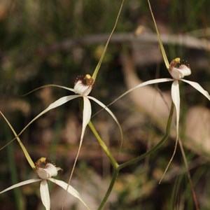 Caladenia christineae