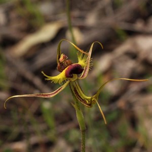 Caladenia lobata