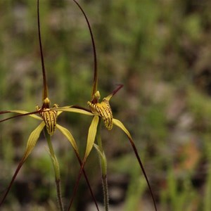 Caladenia caesarea subsp. caesarea