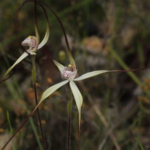 Caladenia polychroma